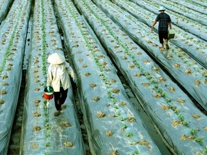 Coopération entre Lâm Dông et la Flandre-Orientale (Belgique) 