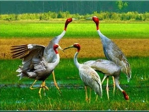 Grues à tête rouge. (Source: Internet) 