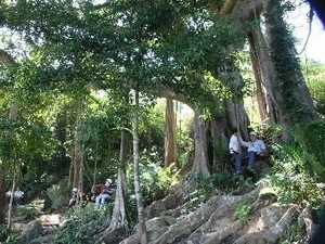 L'arbre banyan vieux plus de mille ans dans la presqu'île de Son Tra (Photo: Van Son/AVI)
