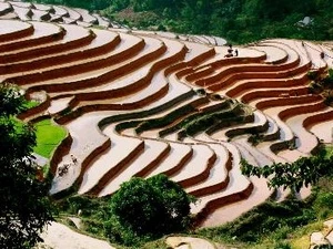  Les rizières en gradins de Hoang Su Phi, province de Ha Giang (Photo: Minh Tam/AVI)