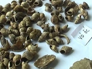 Des coquilles de mollusques découverts dans la grotte de Nguom Hau à Tuyên Quang (Source: tuyenquangtv.vn)