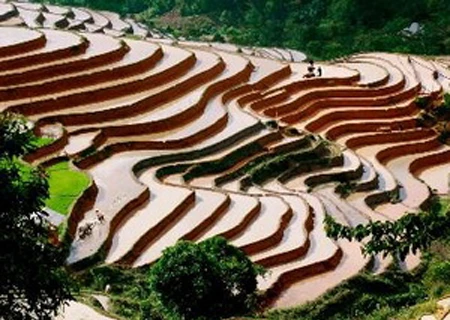 Les rizières en gradins de Hoàng Su Phi, dans la province de Hà Giang (Nord). (Photo: AVI)