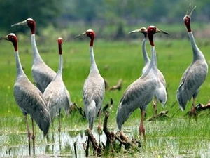 Des grues à tête rouge. (Photo: AVI)