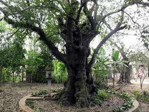 Un plaqueminier de plus de 200 ans classé patrimoine. (Photo: AVI)