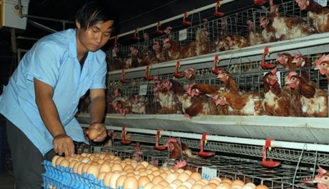 Nguyên Duy Thiên An souhaite faire de l’élevage intensif de poulets, et vendre des œufs enrichis en oméga-3. Photo : AVI 