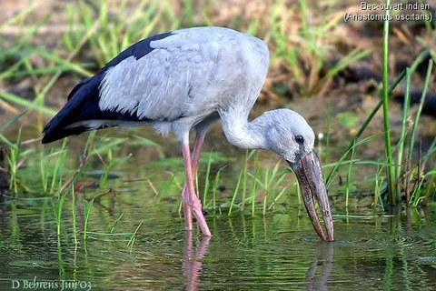 Le bec-ouvert indien. Photo : Internet