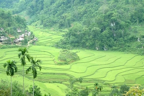 La Réserve nationale de Pù Luông arbore des paysages fascinants, avec notamment ses rizières en terrasses. Photo : VNA 