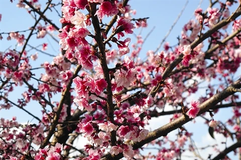 La fleur de cerisier, emblème du Japon, à Muong Phang. Photo : VNA
