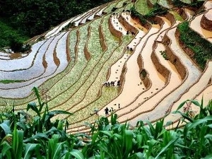 Les rizières en gradins de Mu Cang Chai. Photo : Thanh Ha/VNA