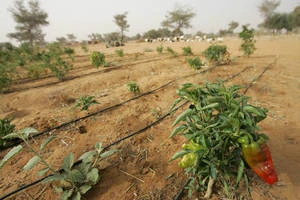 Irrigation au goutte à goutte au Niger. Photo : fao.org