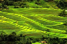 Une rizière en terrasse à Hoang Su Phi. (Source: Internet)