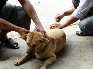 Vaccination du chien. (Photo: Dương Ngọc/VNA)