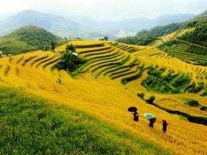 Rizières en terrasse Mù Cang Chải. (Photo: Thanh Hà/VNA)