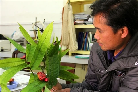Le professeur Luong Van Dung montre des branches du Camélia Krempf. (Source: VNA)