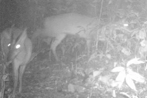 Le Muntjac de Roosvelt ( Muntiacus rooserveltorum ) a été décrit il y a 84 ans. Photo : klth.org.vn