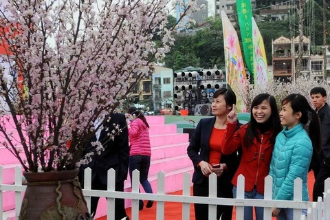 Ouverture de la fête des cerisiers en fleurs à Quang Ninh. Photo : VNA