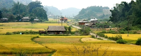 Le riz parfumé N°7, une spécialité de la province, a reçu l’indication géographique «Diên Biên», dont le cours est deux fois plus élevé que les autres variétés. 