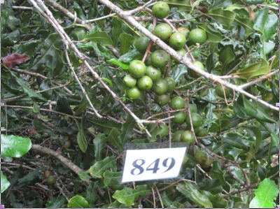 Le macadamia, appelé aussi noyer du Queensland (originaire d'Australie), est cultivé à titre expérimental au Vietnam depuis 2002. (Source : VNA)