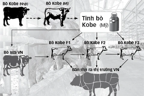 Diagrammes de l’élevage du bœuf de Kobe au Vietnam. Photo : net