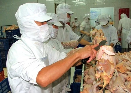 Transformation de la viande de poulet. Photo : Net