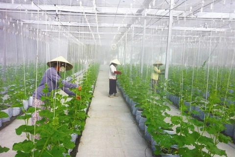 Le Centre d’incubation d’entreprises agricoles de hautes technologies où l’on recherche et présente de nouvelles variétés. 
