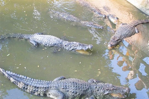 Élevage de crocodiles pour l’export dans la coopérative commerciale Xuân Lôc, 12e arrondissement, Hô Chi Minh-Ville. 