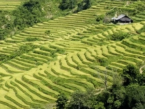 Des rizières en terrasses de Mu Cang Chai. (Source :VNA)