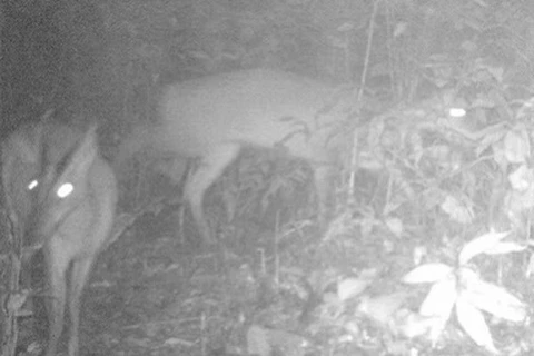 Les deux Muntjac de Roosvelt. Photo : Duy Hung/VNA