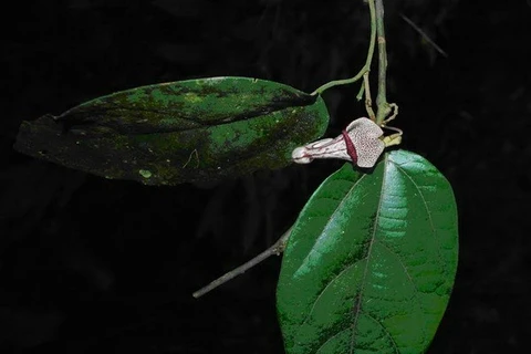 L'Aristolochia xuanlienensis. Source: VNA