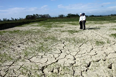 La baisse des précipitations entraîne rapidement un assèchement des champs. Photo : VNA