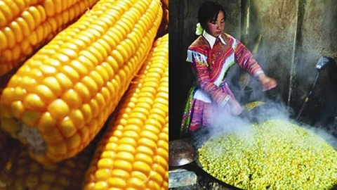 uatre tonnes de maïs et 200 kg de ferment végétal ont été utilisés pour fabriquer cette eau-de-vie typique de la province montagneuse de Tuyên Quang. CTV/Courrier du Vietnam 