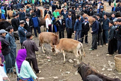 Le marché forain aux boeufs de Mèo Vac à Hà Giang a lieu tous les dimanches. Photo : VNA