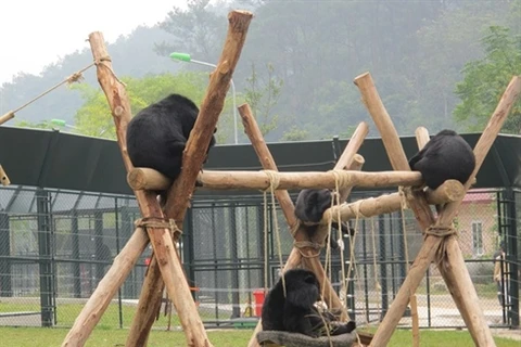 Des ours soignés au Centre de sauvetage de Tam Dao, province de Vinh Phuc (Nord). Photo : CTV