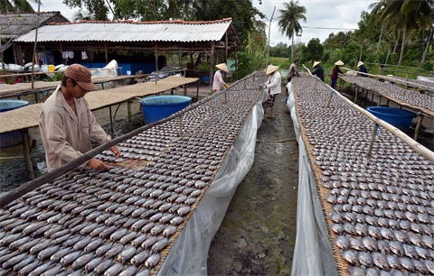 Cà Mau est une des quatre provinces du delta du Mékong spécialisées dans les produits aquatiques. Photo : Thanh Hà/VNA/CVN