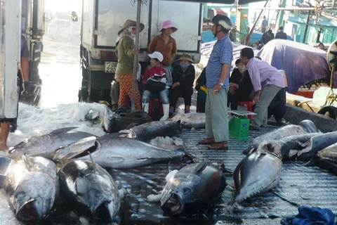 L'achat de thons à Binh Dinh. Photo: VNA