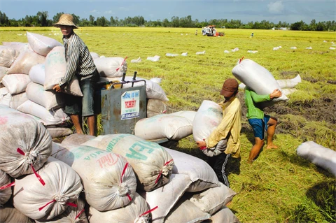 L’agriculture vietnamienne a enregistré des résultats encourageants en 2014 avec une croissance de 3,3% en variation annuelle. Photo/VNA