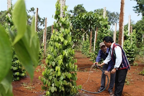 Depuis 2002, 56.000 ha de terres ont été fournies à 95.000 foyers d’ethnies minoritaires du Tây Nguyên. Photo : Duong Giang/VNA/CVN