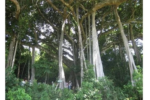 Un banian vieux de 800 ans trônant dans la réserve naturelle de la péninsule de Son Trà, dans la ville de Dà Nang, a été reconnu, en 2014, «Arbres patrimoniaux du Vietnam». Photo/NDEL