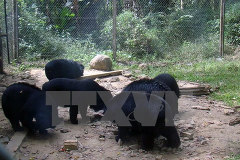 Des ours sont soignés dans le centre de sauvetage d'animaux sauvages du Parc national de Cat Tiên (Sud). (Photo d'illustration)