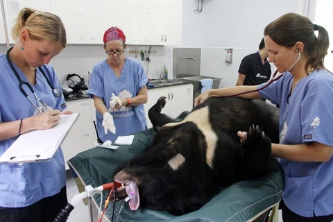 Un ours rescapé d’une ferme d’extraction de bile est soigné par les médecins-vétérinaires