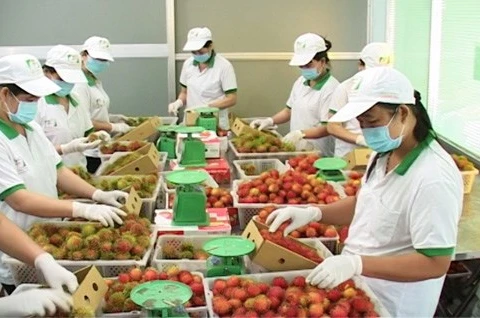 Traitement préliminaire de fruits dans la SARL d'import - export Chanh Chu, à la province de Ben Tre. Photo : internet