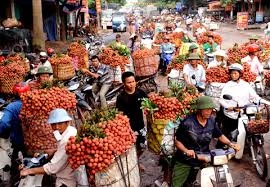 Bac Giang devrait prendre des mesures nécessaires pour élargir ses marchés d'exportation de litchis.