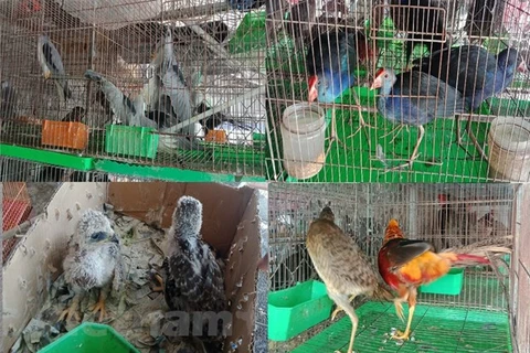 Дикие птицы открыто продаются на рынке Тханьхоа (провинция Лонган). (Фото: Vietnam+)