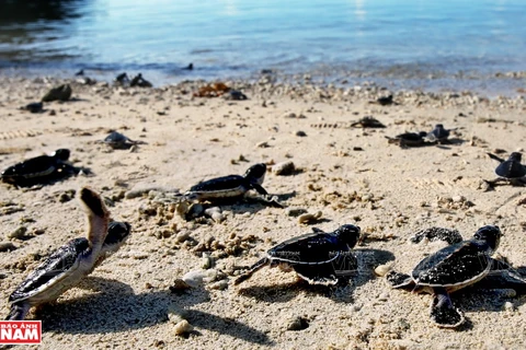 Каждый год из национального парка Кондао более 150.000 детенышей черепах пывускаются в море. (Фото: ИЖВ)