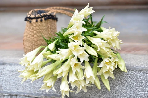 У белых лилий есть разные названия, во вьетнамском языке из-за вида цветов его название звучит очень просто – цветок раструб.