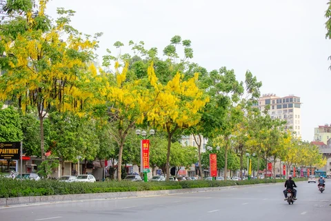 Май - это также пора цветения кассий трубчатых на многих улицах Ханоя. (Фото: Vietnam +)