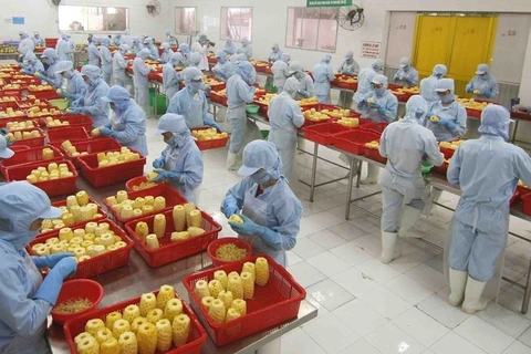 Переработка ананасов для консервирования на заводе в Анжанге. (Фото: ВИА)