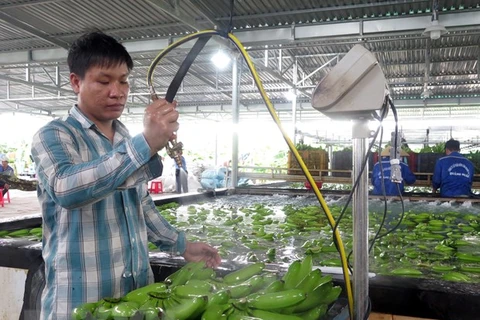 Предварительная обработка бананов перед упаковкой на экспорт в ЗАО «Сельскохозяйственное и лесное хозяйство 24/3», провинция Куангнгай. (Фото: Ле Нгок Фыок / ВИА)