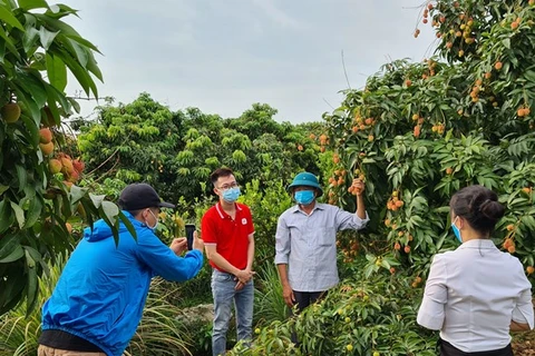 Сотрудники Sen Do пришли в сад, чтобы помочь фермерам установить киоски и организовать прямую видеотрансляцию для продажи товаров. (Фото: Sendo)