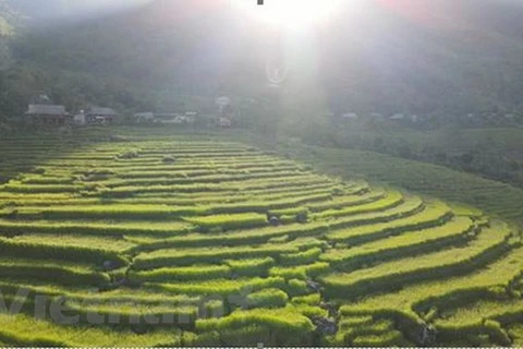 Террасные поля. (Источник: Vietnam +)